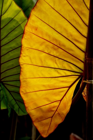 Closeup the fancy leaved Caladium の写真素材