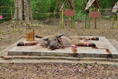 Traditional killing water buffalo for Deva defend of the forest in ChiangMai,Thailand のeditorial素材