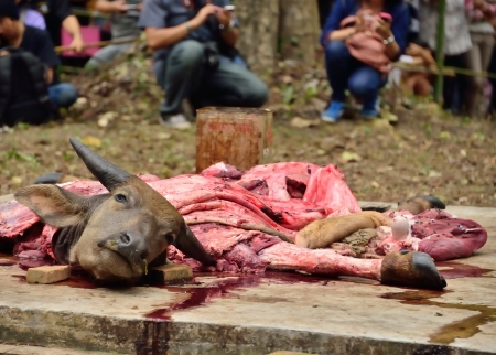 Traditional killing water buffalo for Deva defend of the forest in ChiangMai,Thailand のeditorial素材