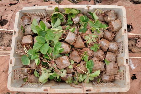Young strawberry in white plastic basket の写真素材