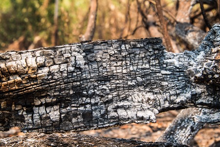 Burnt wood texture の写真素材