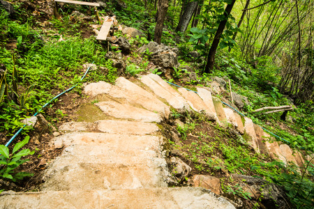 Concrete walkway in the forest.