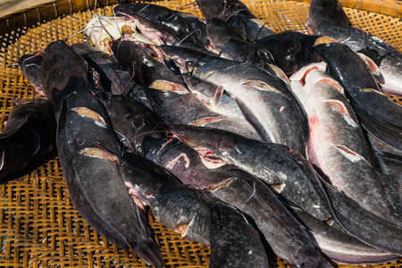 Dead catfish on bamboo basket at the market.