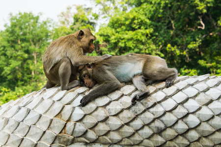 Couple monkey in the nature on statue great snake.