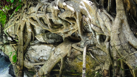 Close up roots of tree in the forest.