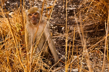Wild Monkey still looking on yellow prairie