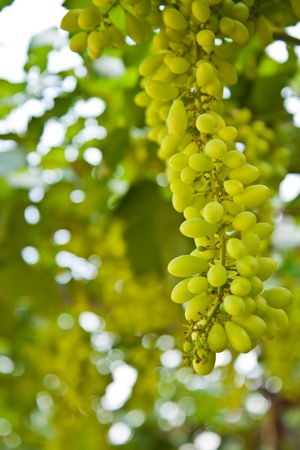 Green Grape in the Farm, Thailandの写真素材