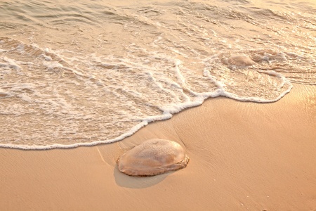 Jellyfish on the beach, Thailandの写真素材