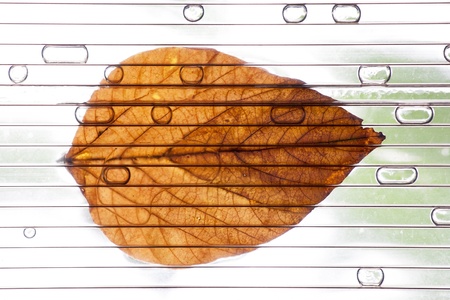 Dried leaf with drops of water on white roofの写真素材