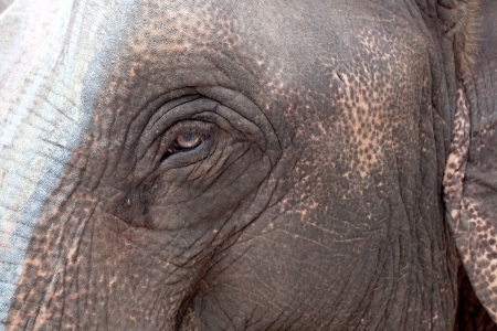 Asian elephant eyes are looking