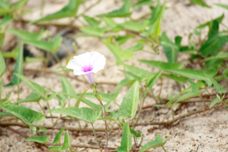 Morning glory flowers are white mixed with purpleの写真素材