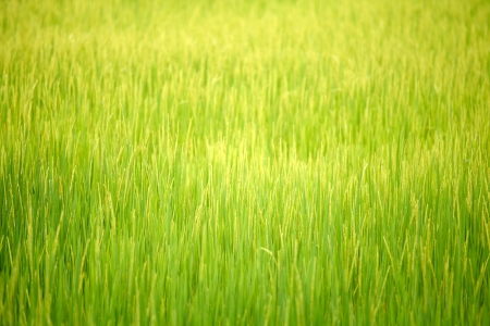 Rice field background, Rice farm textureの写真素材