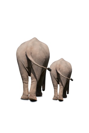 Portrait of an Elephant on white backgroundの写真素材