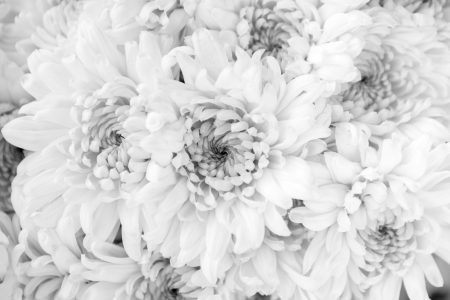 Black & White Chrysanthemum flower texture backgroundの写真素材