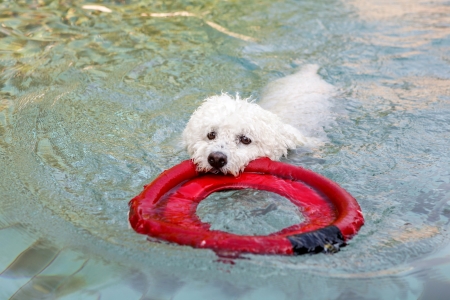 Nice specimen of dog of the race Poodle swimming on a swimming poolの写真素材