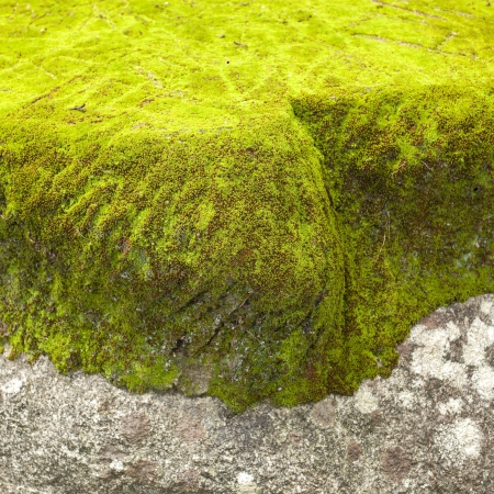 Moss in the deep forest, Thailandの写真素材