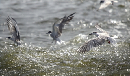 Little Tern (Sternula albifrons)の写真素材