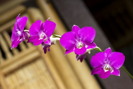 dark pink orchid flowersの写真素材