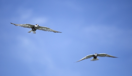 Little Tern (Sternula albifrons)の写真素材