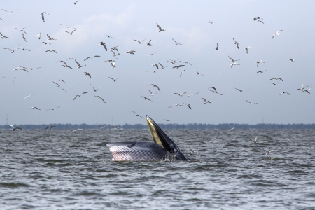 Bryde's whale feeding in Petchburi , Thailandの写真素材