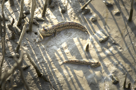 A Mudskipper, Amphibious fishの写真素材