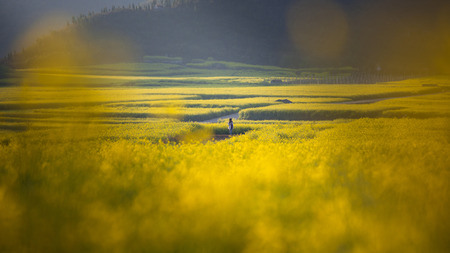 Photographer with Yellow rapeseed flower field in Luoping, Chinaの写真素材