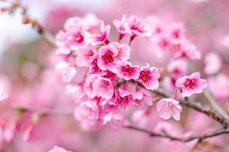 Beautiful Cherry blossom , Pink sakura flowerの写真素材