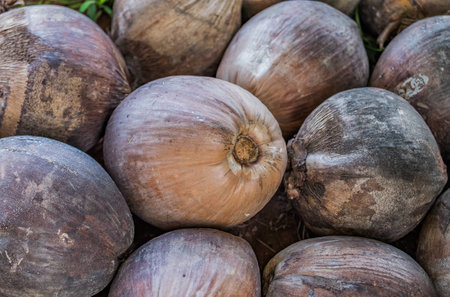 Stack of dry coconut in farmの写真素材