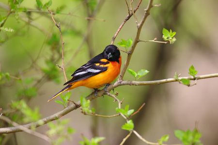 A Baltimore Oriole perched on a tree branch