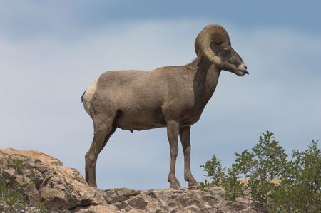 Bighorn Sheep near Colorado Springs