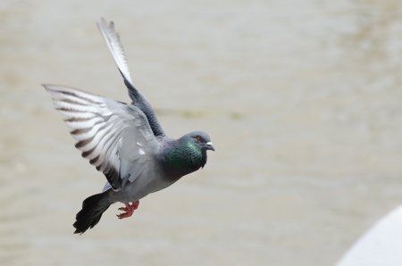 Stop Motion Rock Pigeonの写真素材