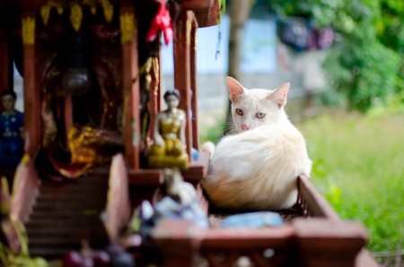 Cat look backの写真素材