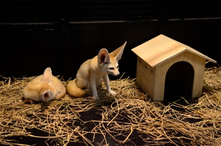 Fennec Fox 