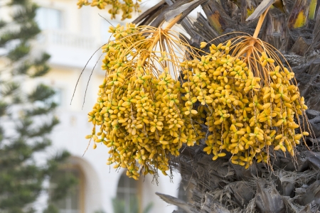 Dates Palmの写真素材