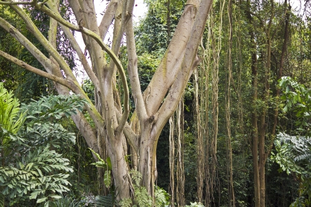 Jungle in Singapore