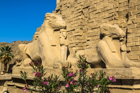 Alley of the ram-headed sphinges in front of Karnak Temple  Location  Luxor, Egypt の写真素材