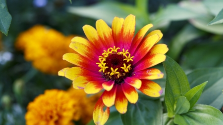 Flower in the gardenの写真素材