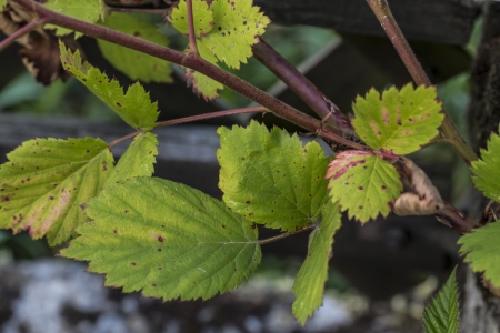 Blackberry branch with green leaves in the garden