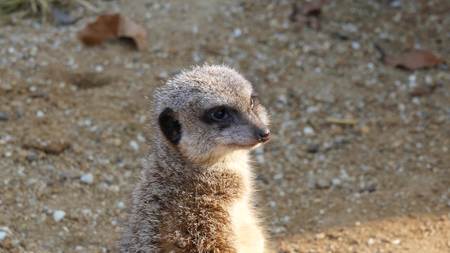 Family of Meerkatsの写真素材