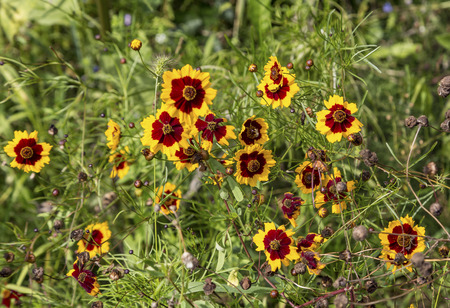 colorful daisies in grass fieldの写真素材