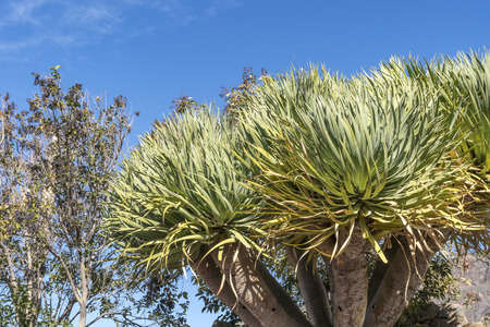 Dracaena draco (Drago or Dragon Tree) in Gran Canaria, Canary Islands, Spain