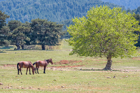 Plateau in the Taurus Mountains in Turkey with wild horsesの写真素材