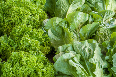 Light green lettuce leaves, farmers market, Turkeyの写真素材