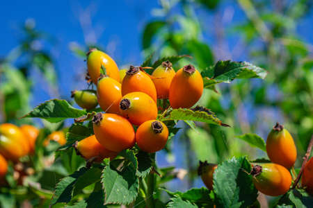 Autumn or summer nature background with rose hips in sunset light. The rosehip is the companion fruit of the rose plant.の写真素材
