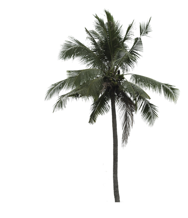 Coconut palm tree isolated on white background with clipping pathの写真素材
