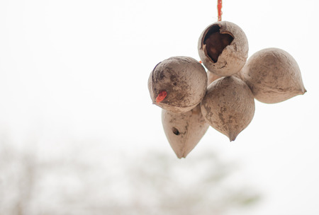Coconut shell artificial hanging on the bokeh backgroundの写真素材