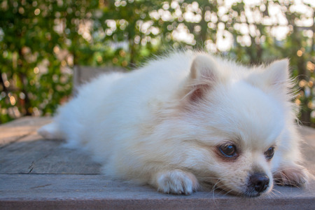 Pomeranian dog emotion in the morning sun at the park garden natureの写真素材