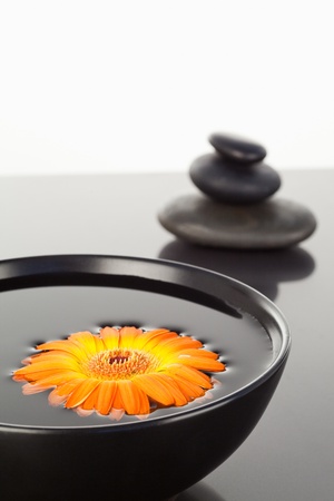 Orange gerbera floating on a black bowl and a stack of black pebblesの写真素材