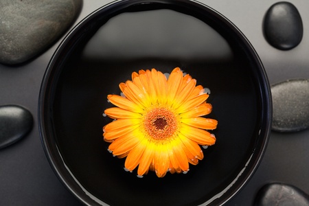 Orange flower floating in a bowl surrounded by black stonesの写真素材