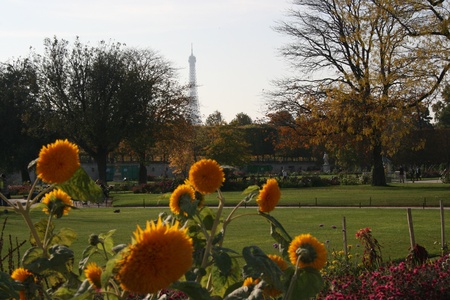 Flowers in a parkの写真素材